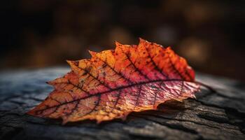 Vibrant autumn maple leaf on forest floor, close up beauty in nature generated by AI photo