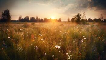 Vibrant wildflower meadow at sunset, a tranquil rural scene generated by AI photo