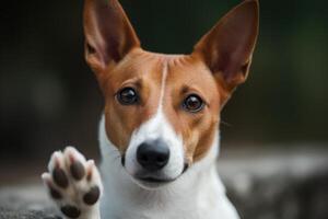 Portrait of a cute purebred dog breed Basenji close up photo