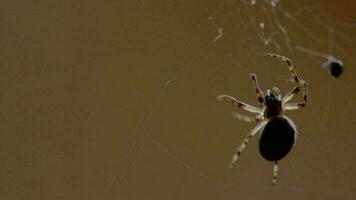 ragno giardino ragno araneus tesse una ragnatela video