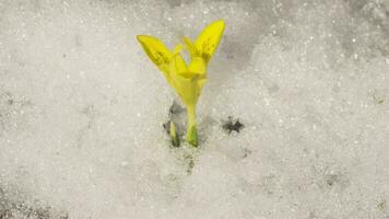 Yellow delicate flower growing from under the snow in spring. Spring, timelapse video