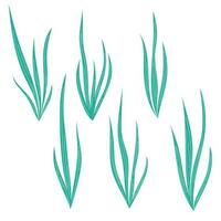 Set of long bushes of algae, sea grass, collection of underwater plants. Decorative elements on the water theme. vector