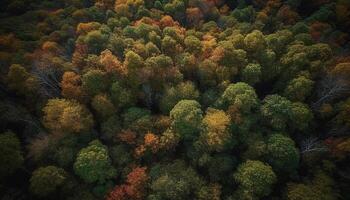 Vibrant autumn foliage paints tranquil forest landscape in multi color beauty generated by AI photo