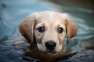 golden retriever puppy swimming in a pool looking into the camera photo