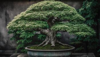 antiguo pino árbol soportes alto, un belleza en naturaleza paisaje generado por ai foto