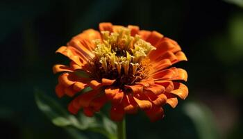 Vibrant gerbera daisy in formal garden attracts pollinating bee generated by AI photo