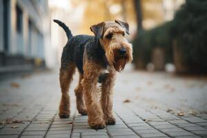 Airedale Terrier is walking on the street in autumn. photo