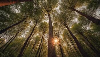 vibrante otoño follaje ilumina tranquilo bosque paisaje en dorado luz de sol generado por ai foto