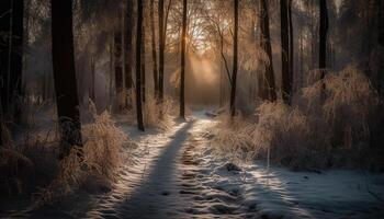 tranquilo bosque sendero en invierno, luz de sol mediante escarchado ramas generado por ai foto