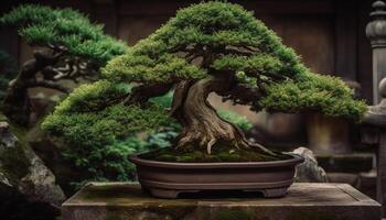 Japanese pine tree in ornate pottery pot brings tranquil beauty generated by AI photo