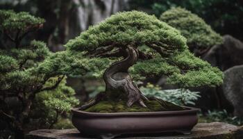 Japanese pine tree in flower pot adds beauty to garden decor generated by AI photo