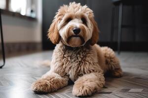 Cute poodle sitting on the floor in the living room. photo