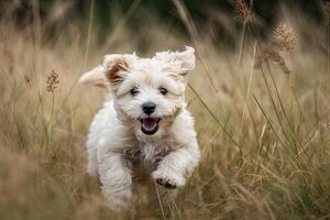 linda pequeño maltés perrito corriendo en el césped - al aire libre ai generado foto