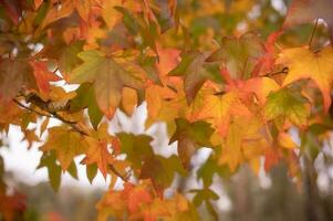 resumen antecedentes de otoño hojas otoño fondo, hermosa otoño paisaje en otoño amarillo rojo y marrón en otoño meses foto