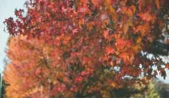 abstract background of autumn leaves autumn background, beautiful fall landscape on autumn yellow red and brown in fall months photo