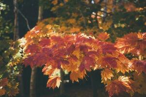 abstract background of autumn leaves autumn background, beautiful fall landscape on autumn yellow red and brown in fall months photo