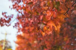 resumen antecedentes de otoño hojas otoño fondo, hermosa otoño paisaje en otoño amarillo rojo y marrón en otoño meses foto