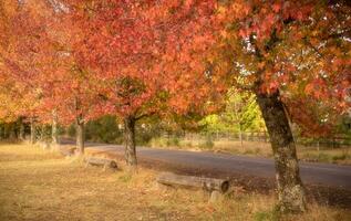 abstract background of autumn leaves autumn background, beautiful fall landscape on autumn yellow red and brown in fall months photo