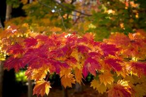 abstract background of autumn leaves autumn background, beautiful fall landscape on autumn yellow red and brown in fall months photo