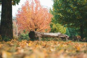 abstract background of autumn leaves autumn background, beautiful fall landscape on autumn yellow red and brown in fall months photo