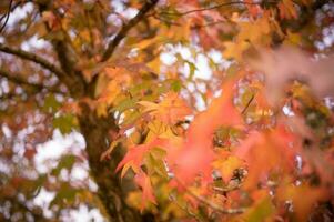 abstract background of autumn leaves autumn background, beautiful fall landscape on autumn yellow red and brown in fall months photo