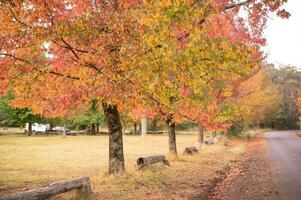 abstract background of autumn leaves autumn background, beautiful fall landscape on autumn yellow red and brown in fall months photo