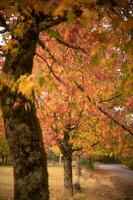 abstract background of autumn leaves autumn background, beautiful fall landscape on autumn yellow red and brown in fall months photo