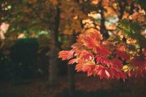 resumen antecedentes de otoño hojas otoño fondo, hermosa otoño paisaje en otoño amarillo rojo y marrón en otoño meses foto