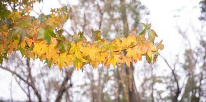 resumen antecedentes de otoño hojas otoño fondo, hermosa otoño paisaje en otoño amarillo rojo y marrón en otoño meses foto