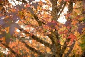 resumen antecedentes de otoño hojas otoño fondo, hermosa otoño paisaje en otoño amarillo rojo y marrón en otoño meses foto