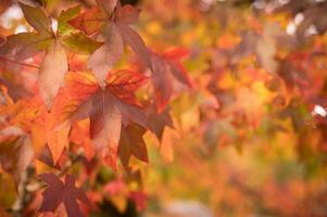 abstract background of autumn leaves autumn background, beautiful fall landscape on autumn yellow red and brown in fall months photo