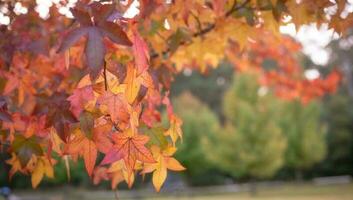 abstract background of autumn leaves autumn background, beautiful fall landscape on autumn yellow red and brown in fall months photo