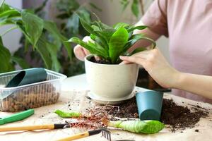 pasatiempo concepto hogar jardinería, planta de interior cuidado, sansevieria. trasplante un hogar planta. foto