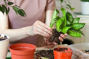 Spring Houseplant Care, repotting houseplants. photo