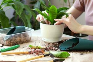 Spring Houseplant Care, repotting houseplants. Woman is transplanting plant into new pot at home. Gardener transplant plant sansevieria Selective focus photo