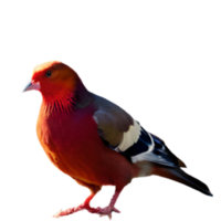 'pigeon png' png images génératif ai