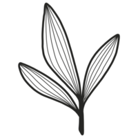 Line Art Leaf png