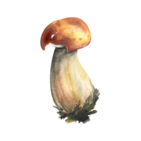 Forest edible mushroom boletus with an orange cap and moss on a stem. Watercolor illustration, hand drawn. For recipes, packaging, autumn festival, harvest. Isolated object png