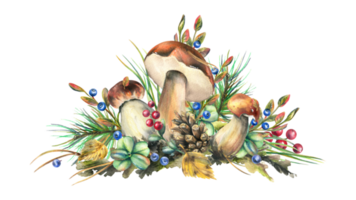 Mushrooms forest boletus with grass, blueberries, moss and cone. watercolor illustration, hand drawn. Isolated composition png