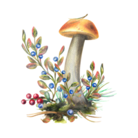 Mushrooms forest boletus with grass, blueberries, moss and cone. watercolor illustration, hand drawn. Isolated composition png