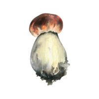 Woud eetbaar paddestoel boletus met een oranje pet en mos Aan een stang. waterverf illustratie, hand- getrokken. voor recepten, verpakking, herfst festival, oogst. geïsoleerd voorwerp png