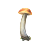 Forest edible mushroom boletus with an orange cap and moss on a stem. Watercolor illustration, hand drawn. For recipes, packaging, autumn festival, harvest. Isolated object png