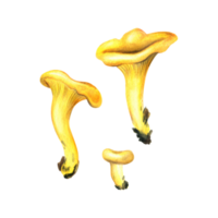 Mushrooms forest edible chanterelles orange. Watercolor illustration, hand drawn. Isolated objects png