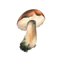 forêt comestible champignon bolet avec un Orange casquette et mousse sur une tige. aquarelle illustration, main dessiné. pour recettes, emballage, l'automne festival, récolte. isolé objet png