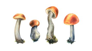 forêt comestible champignons bolet avec un Orange casquette et mousse sur une tige. aquarelle illustration, main dessiné. pour recettes, emballage, l'automne festival, récolte. isolé objets png