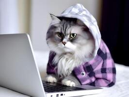 Cat with hoodie. Concept of hardworking pet. image photo