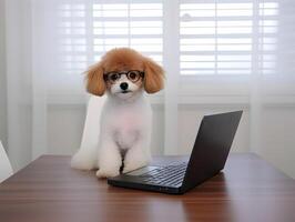 Busy poodle pet dog with eyeglasses. Concept of hardworking puppy. photo