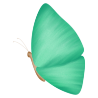 Little lovely butterfly png