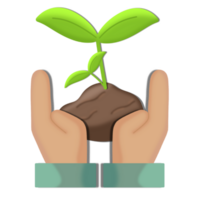 un pequeño árbol en mano png