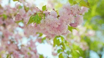 floreciente japonés Cereza o sakura influencia en el viento en contra el fondo de un claro cielo video